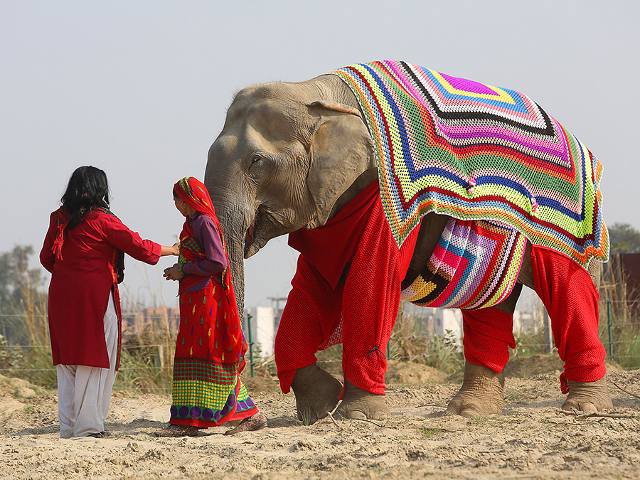 Elephants in Mathura gets wrapped up in jumpers | Art-Pie