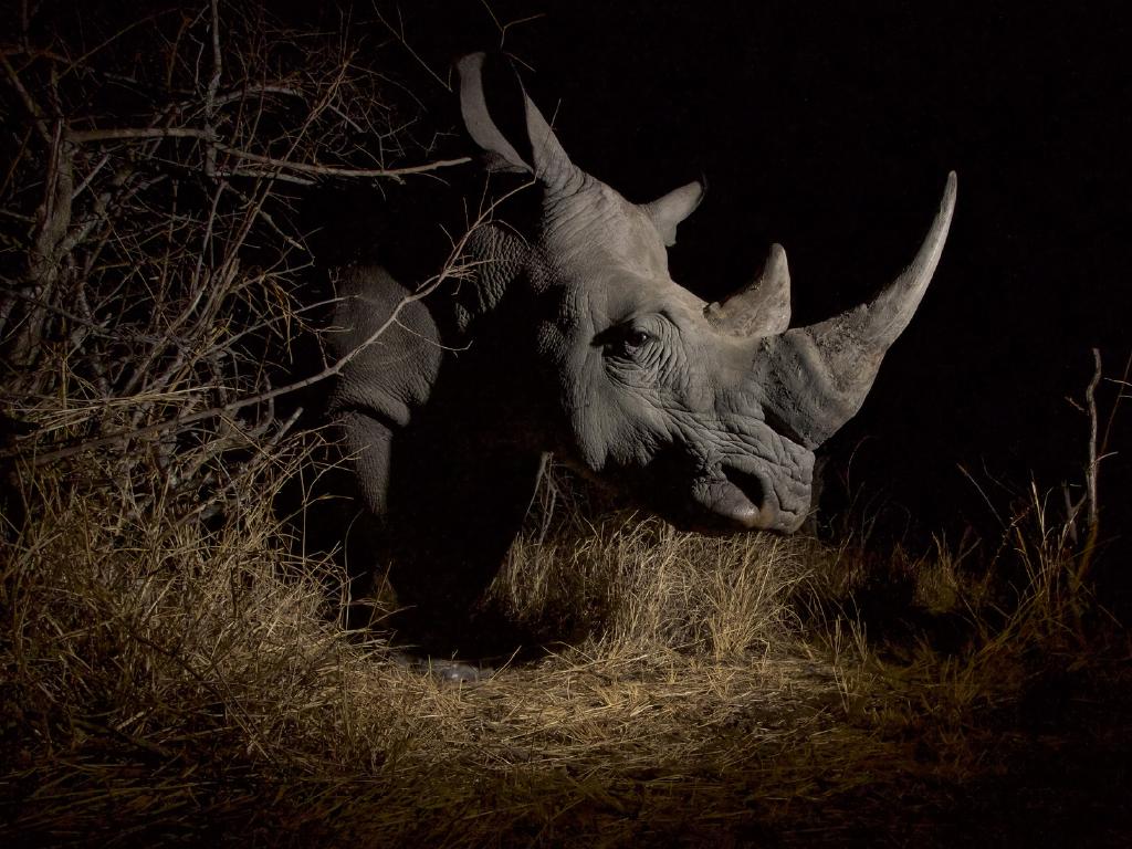 Remembering Rhinos | Art-Pie